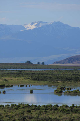 Steens from fields